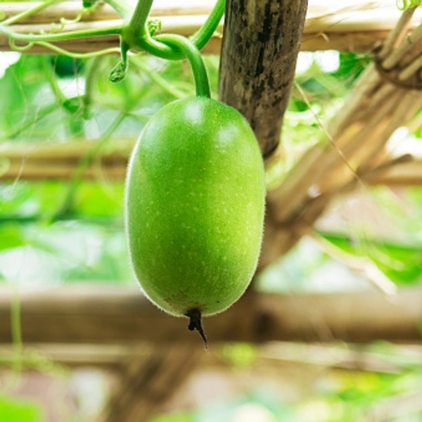 
কুমড়ো (Kumro – Pumpkin)
