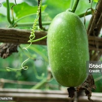 
কুমড়ো (Kumro – Pumpkin)
