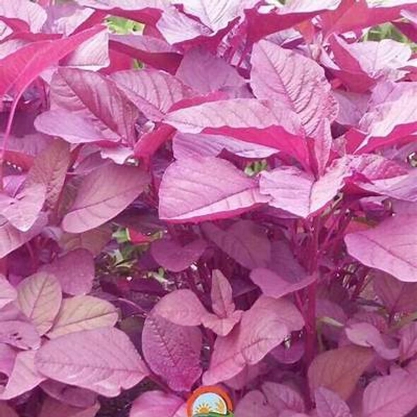 লাল শাক (Lal Shaak – Red Amaranth)