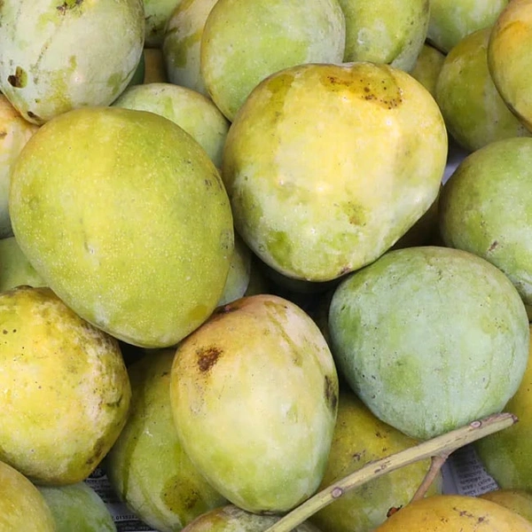 আম (Aam – Mango)
