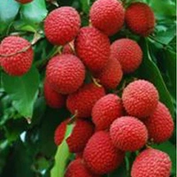 লিচু (Lichu – Lychee)
