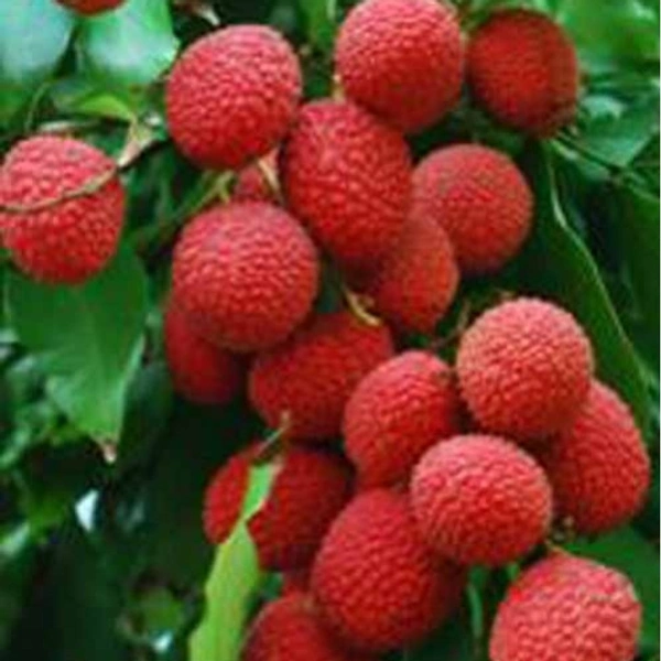লিচু (Lichu – Lychee)
