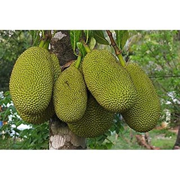 কাঁঠাল (Kathal – Jackfruit)
