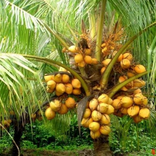 নারকেল (Narikel – Coconut)Dab