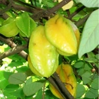 কামরাঙ্গা (Kamranga – Star Fruit)
