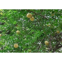 বেল (Bel – Wood Apple)