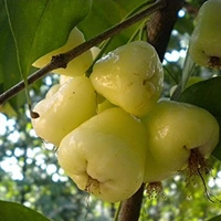 জামরুল (Jamrul – Rose Apple / Water Apple)