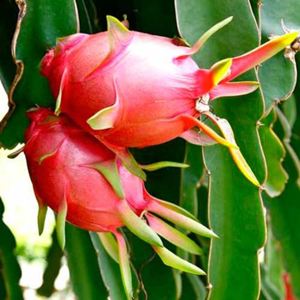 ড্রাগন ফল (Dragon Phol – Dragon Fruit)