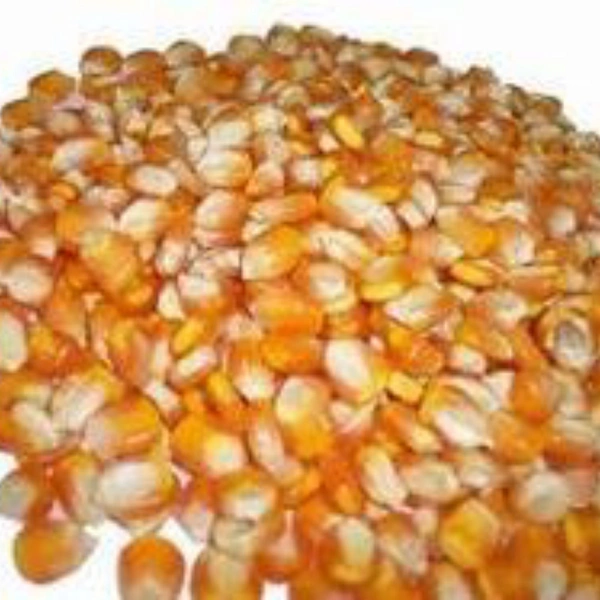 sivappu makacholam - 250gm