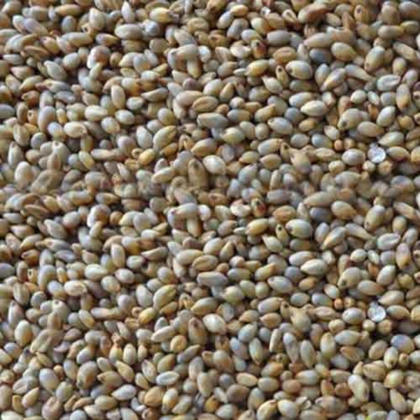 Nattu Kambu - 2kg