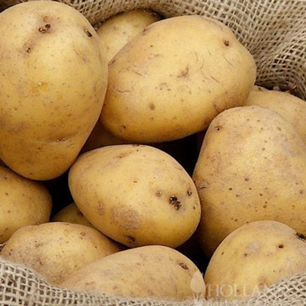 Potato Big (Batata) - 500gm - 500