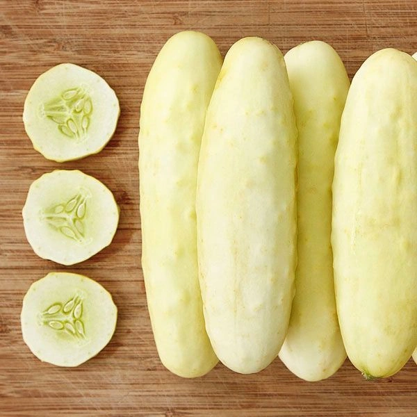 White Cucumber (Safed Kakdi) - 500gm - 500