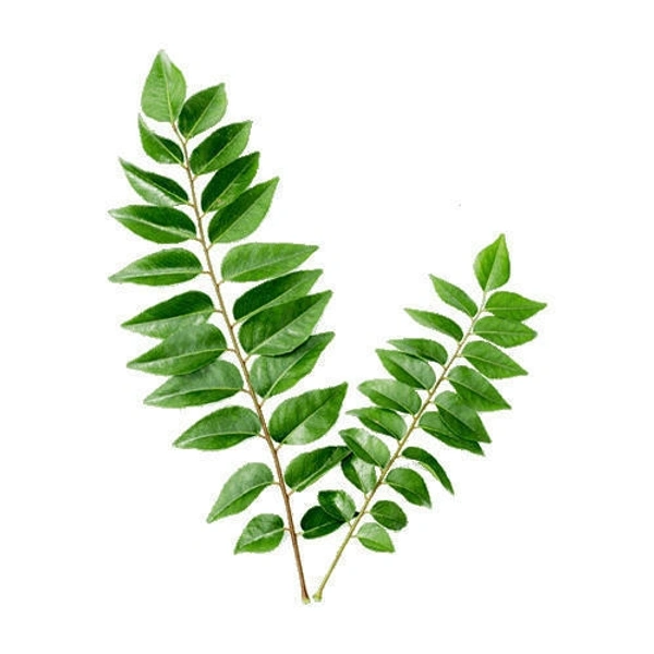 Curry Leaves (Kadhipatta) - 100gm - 100