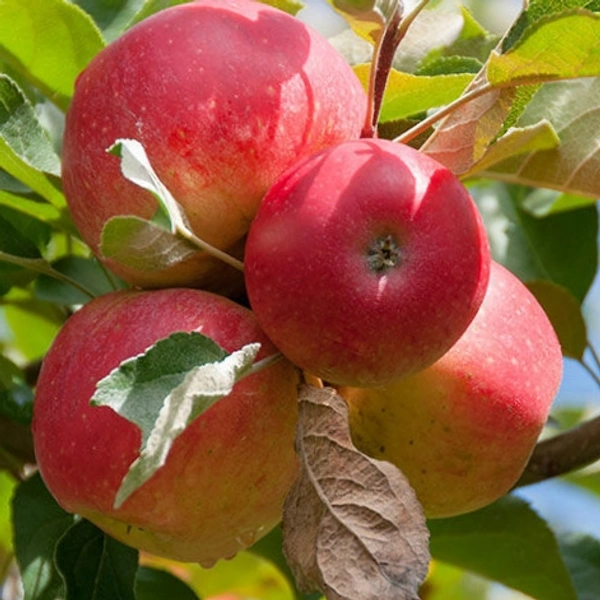Apple (Safarchand) - 500gm - 500