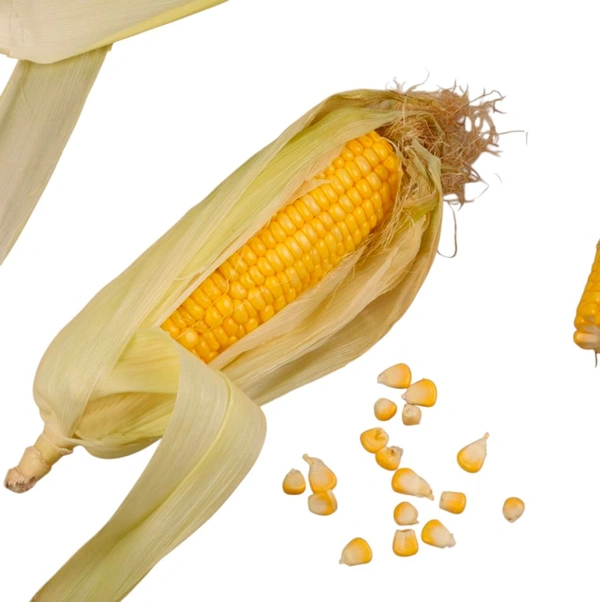 Corn Cob (Makkyache Kanis) - 1.Pc