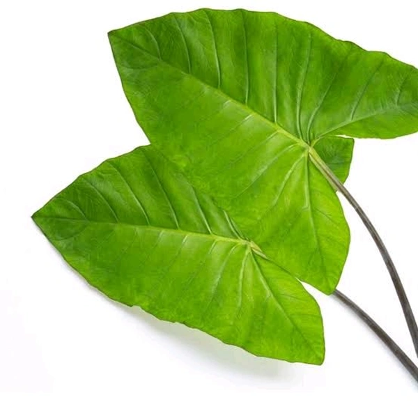 Colocasia Leaves (Alu Pan)  - 1pc