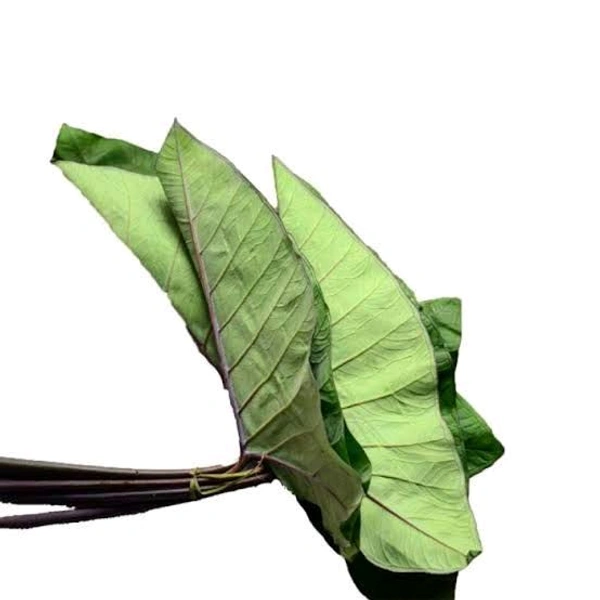Colocasia Leaves (Alu Pan)  - 1pc