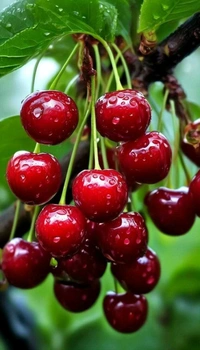 CHERRY (DARK RED / VERY BIG) - 250g