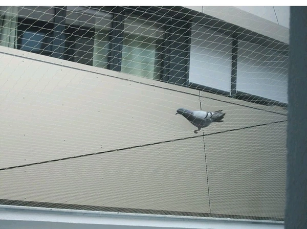 Kabuter Pigeon Jali 10*15