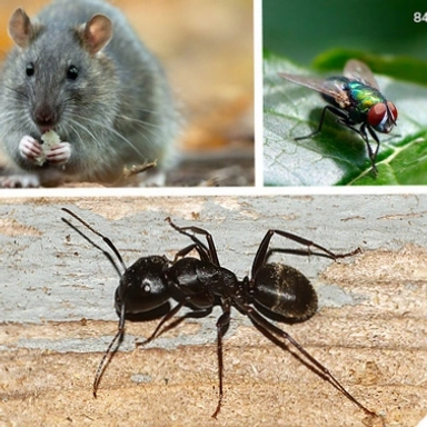 Pest Control Services