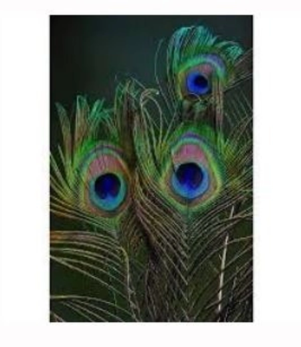 Mor Pankh - Mor Pankh