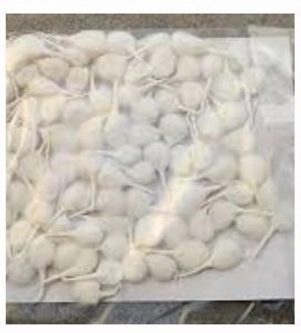 Rui Batti (Plain) - Gol