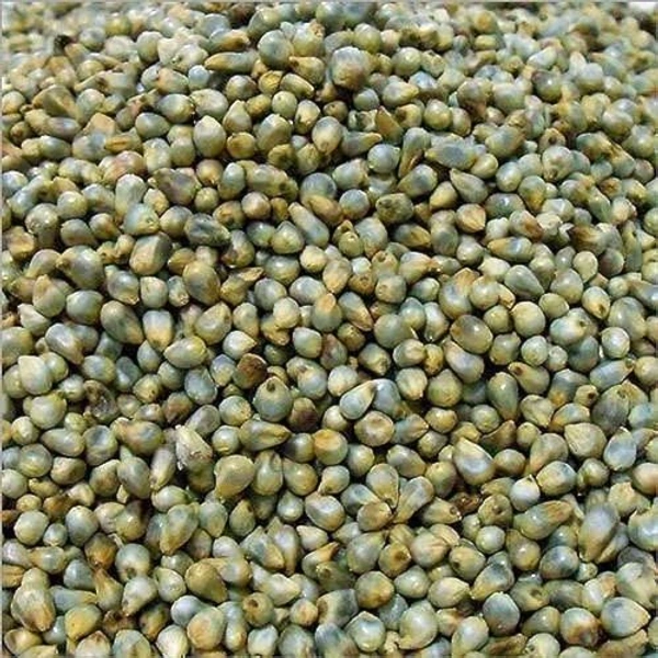 Bajra (Loose) - 1Kg