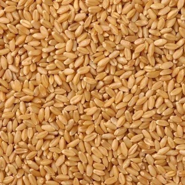 Wheat MP Sehore Premium (Loose)