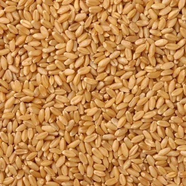 Wheat MP Sehore Super (Loose)