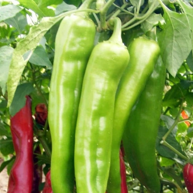 Hari Mirch (Green Chilli)