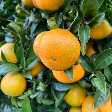 Mosambi (Sweet Lime)