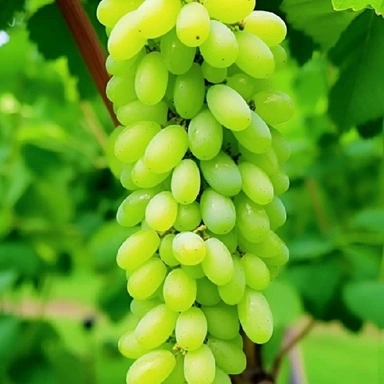 Angoor (Green Graps