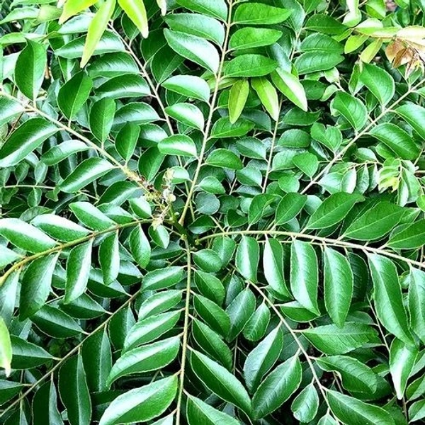 Curry Leaves (Karuveppilai)-கருவேப்பிலை  - 1 kg