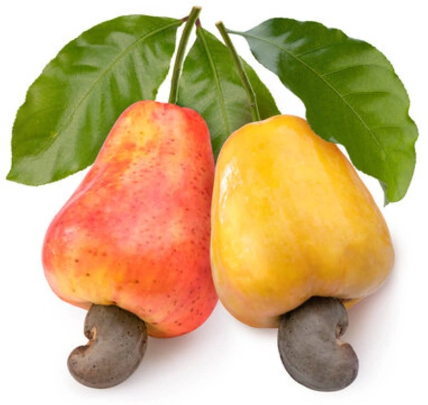 Casbews Fruit-முந்திரிபழம் - 1 KG