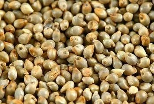 Kambu-கம்பு - 1 KG