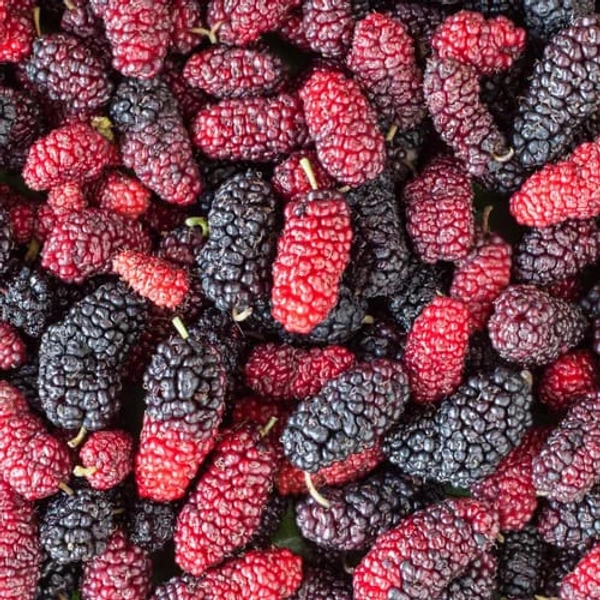 Mulberry-மல்பெரி - 1 KG