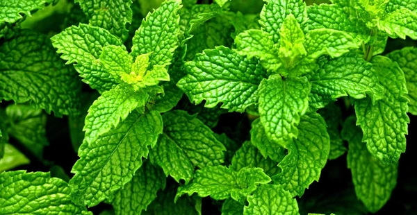 Peppermint - புதினா - 1 KG