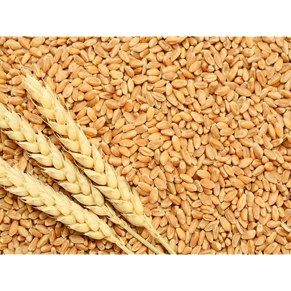 Wheat - கோதுமை - 1 KG