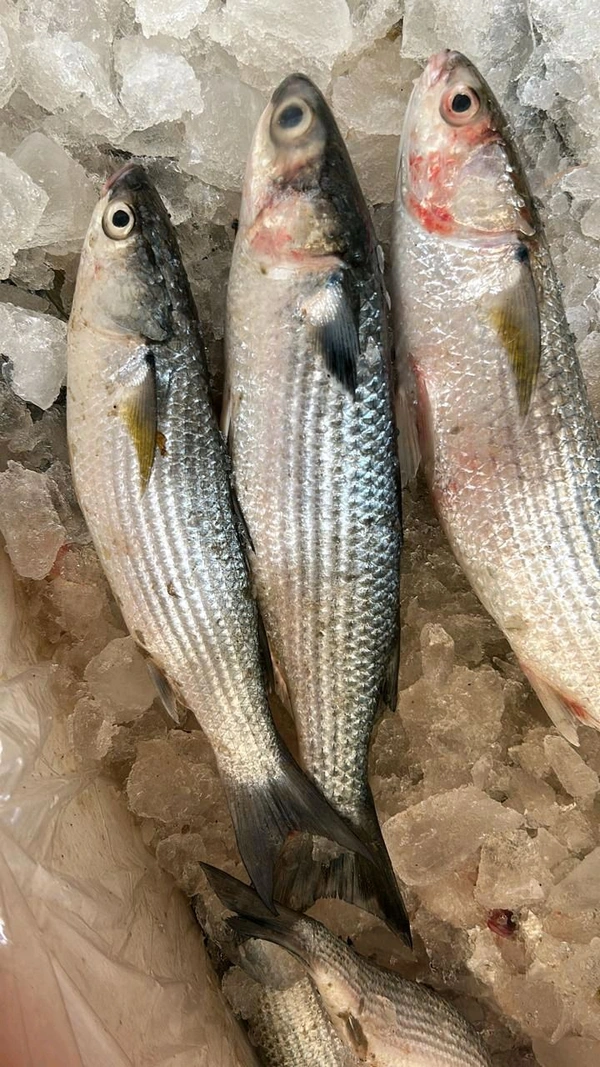 BOI FISH