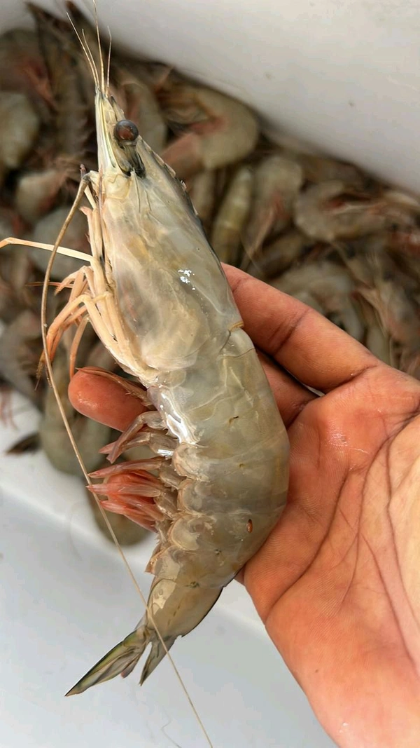 PRAWN - JAMBO
