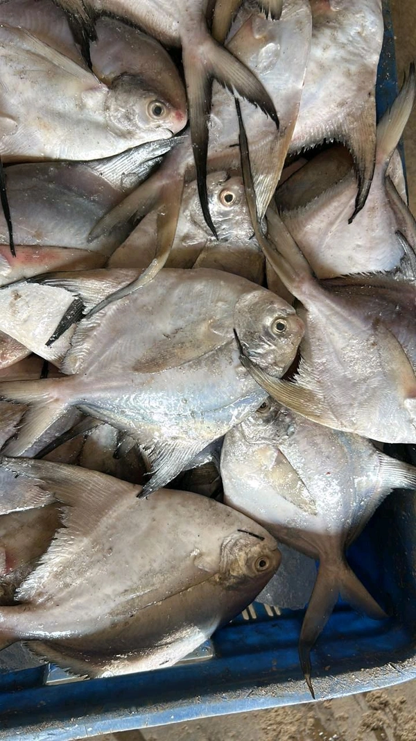 POMFRET - 100 UP