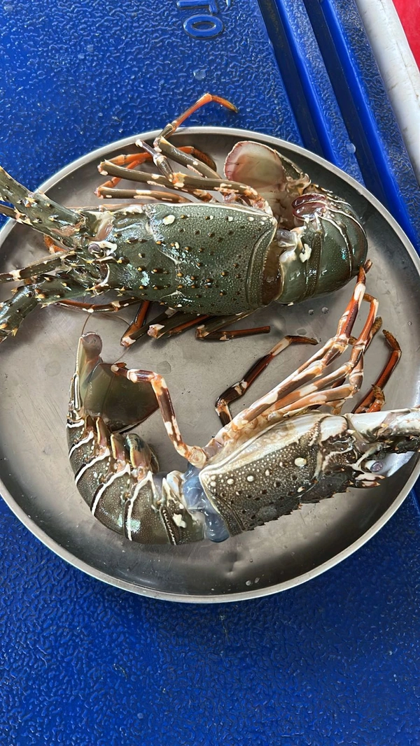Lobster  - 1Kg