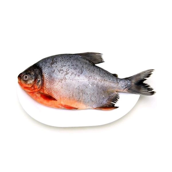 KAFRI - 500 GM UP