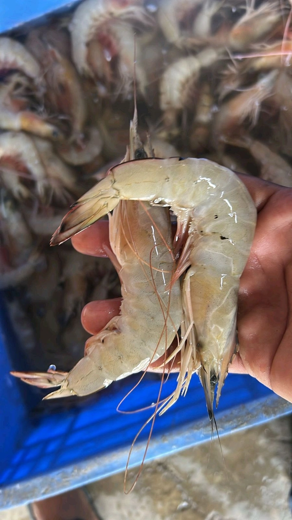 PRAWNS - MEDIUM
