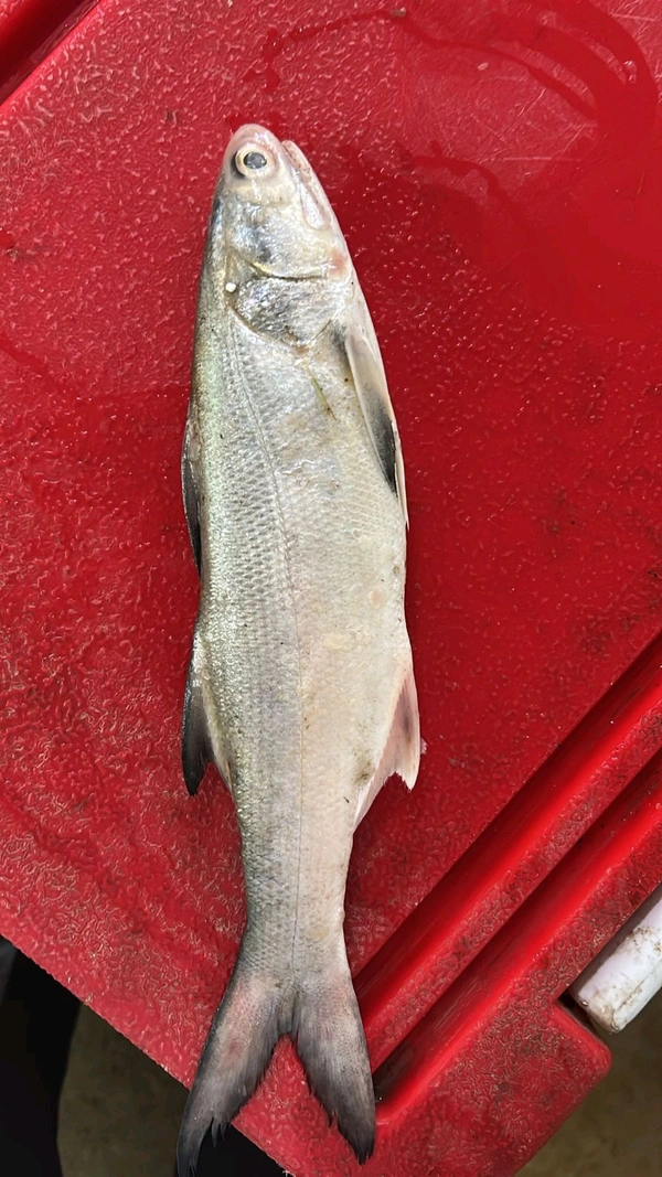 RAWAS - 1 KG UP