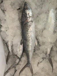 SURMAI - NANI