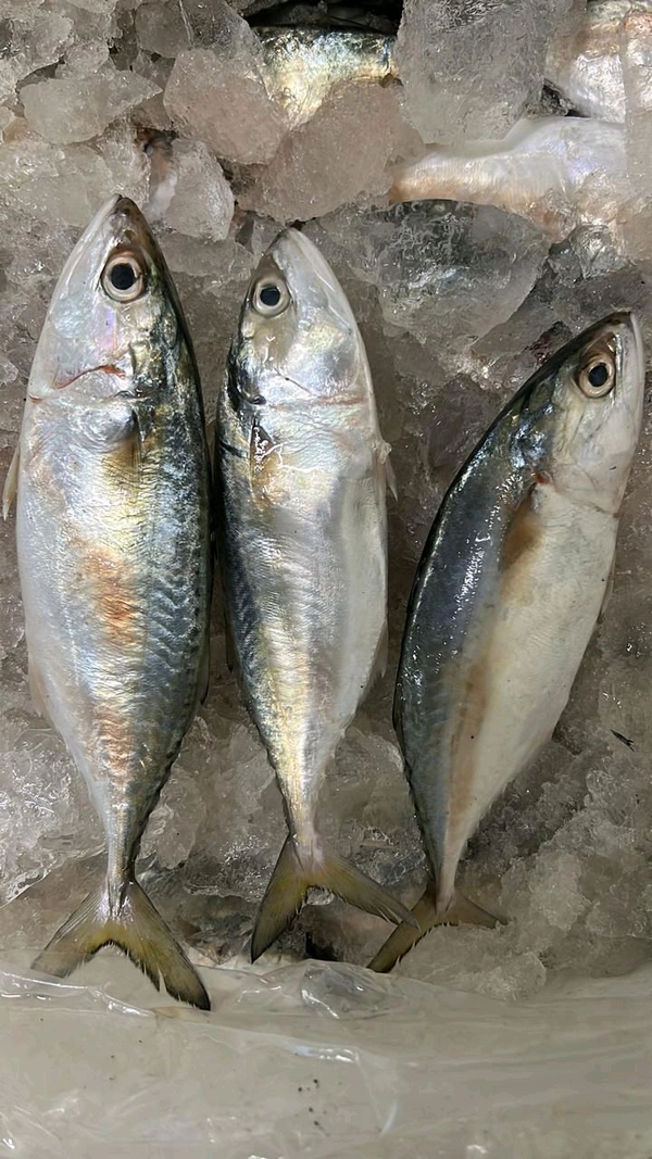 GOA BANGRA - 1 KG UP