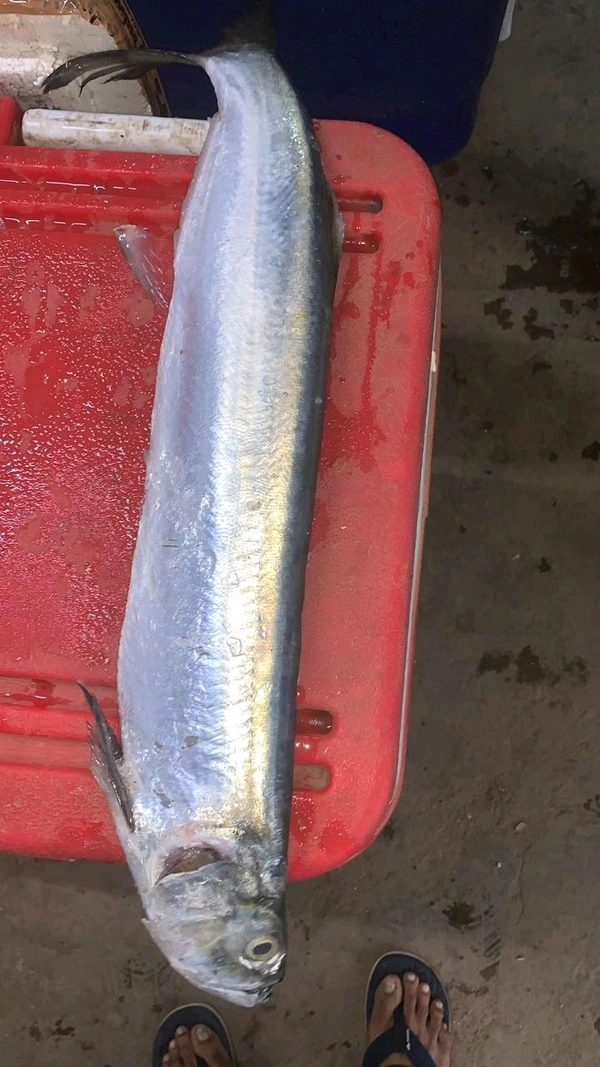 KATI  - 1 KG