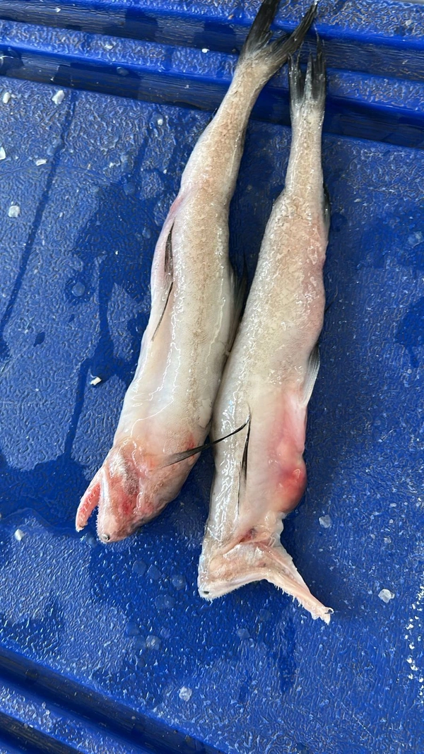 BOMBAY DUCK