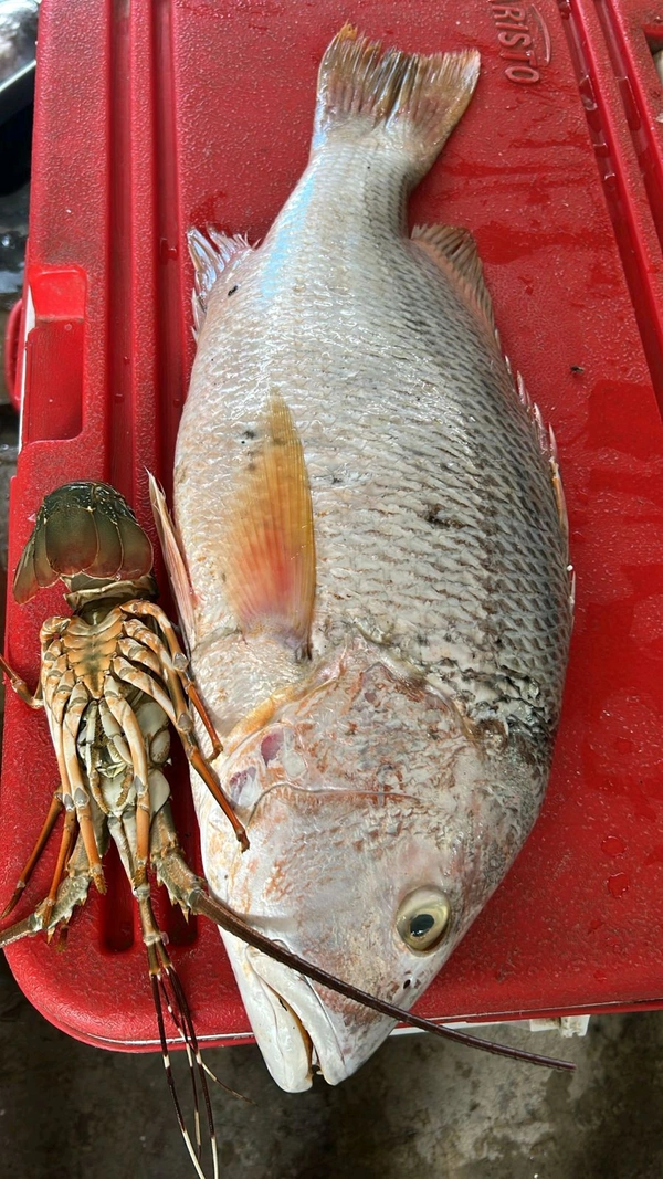 Raja - 1 KG